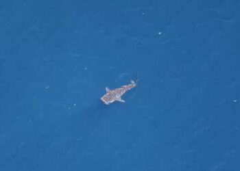 In rare sighting, whale shark spotted between Malibu and Santa Barbara Island