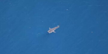 In rare sighting, whale shark spotted between Malibu and Santa Barbara Island