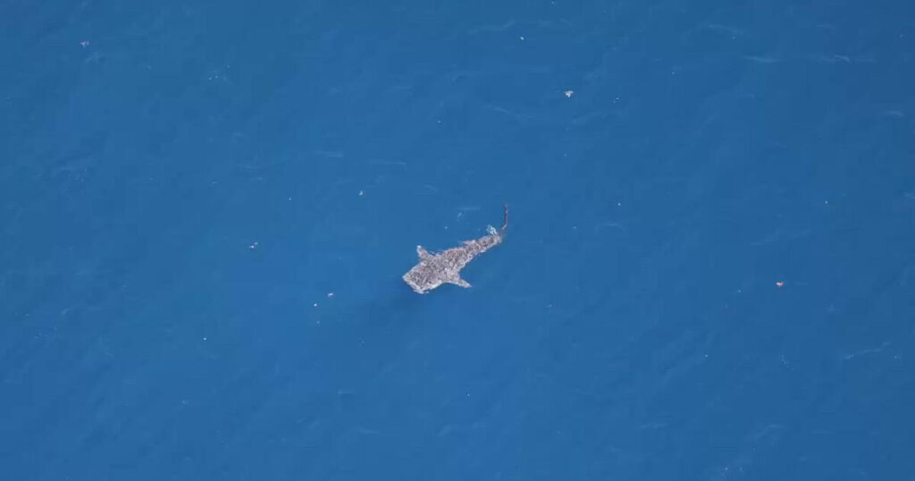 In rare sighting, whale shark spotted between Malibu and Santa Barbara Island