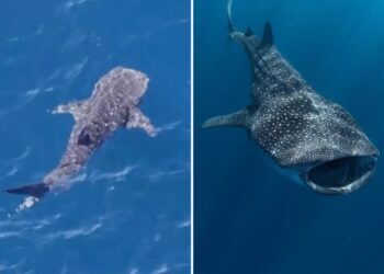 Massive endangered whale shark spotted lurking off coast of Malibu