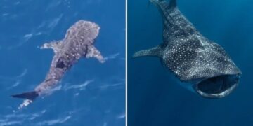 Massive endangered whale shark spotted lurking off coast of Malibu