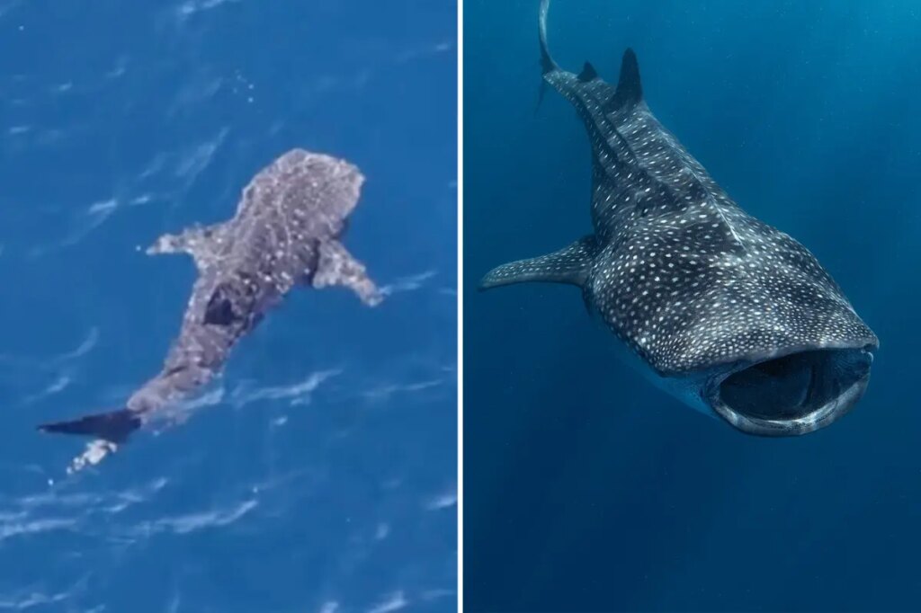 Massive endangered whale shark spotted lurking off coast of Malibu