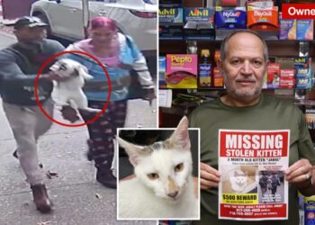 Beloved NYC bodega cat stolen from store as kitty’s fans have their claws out for the petnappers
