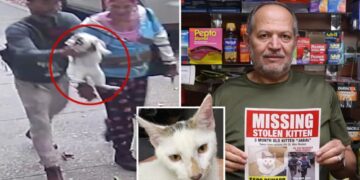 Beloved NYC bodega cat stolen from store as kitty’s fans have their claws out for the petnappers