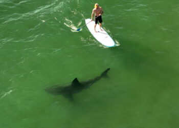 Learning to coexist with Southern California’s white sharks