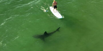 Learning to coexist with Southern California’s white sharks