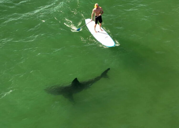 Learning to coexist with Southern California’s white sharks