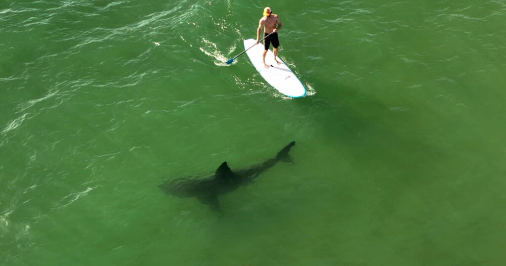 Learning to coexist with Southern California’s white sharks