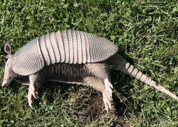 An Armadillo Arrives in … Ohio?