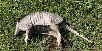 An Armadillo Arrives in … Ohio?