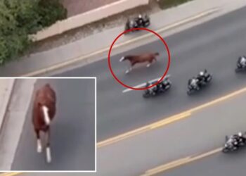 Runaway horse triggers mass police response as motorcycle cops scramble to get it under control