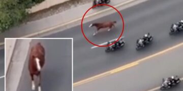 Runaway horse triggers mass police response as motorcycle cops scramble to get it under control
