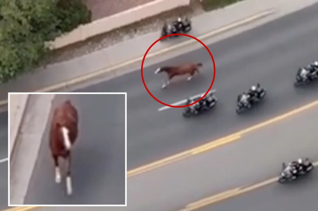 Runaway horse triggers mass police response as motorcycle cops scramble to get it under control