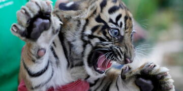 3 Sumatran tiger cubs born in Greece offer hope for critically endangered species