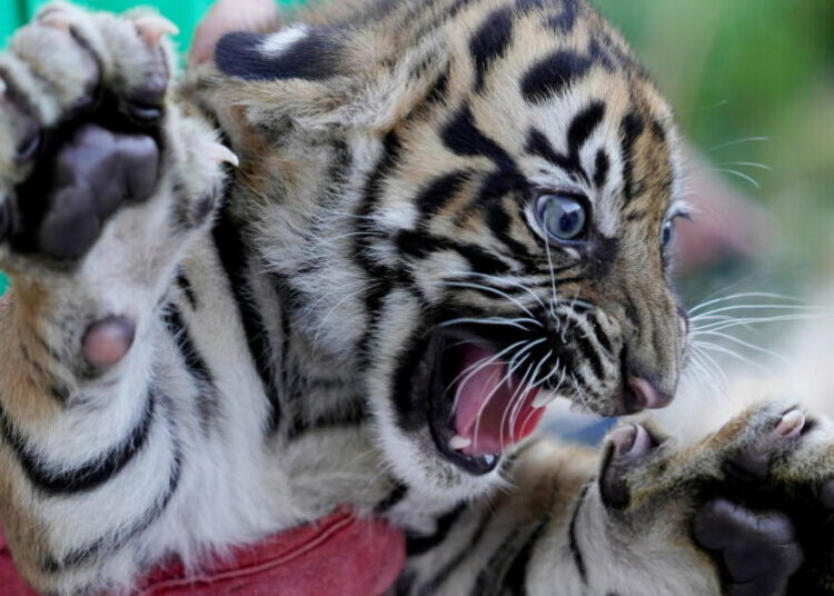 3 Sumatran tiger cubs born in Greece offer hope for critically endangered species