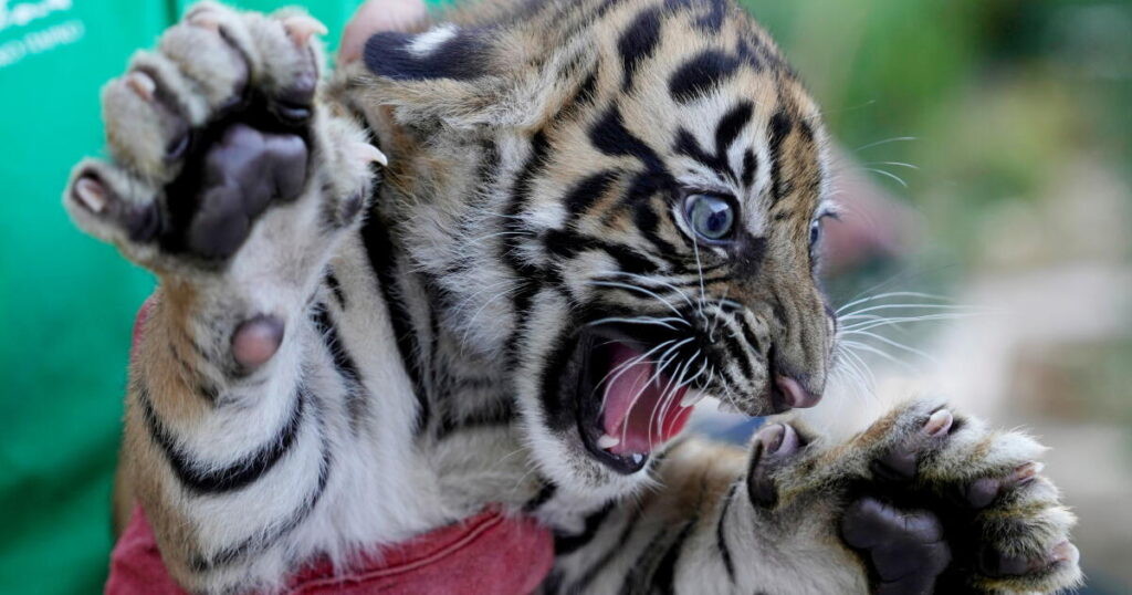 3 Sumatran tiger cubs born in Greece offer hope for critically endangered species