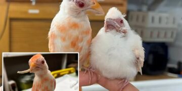 Pennsylvania wildlife center welcomes pair of extremely rare albino cardinals, a ‘1 in 30,000’ chance