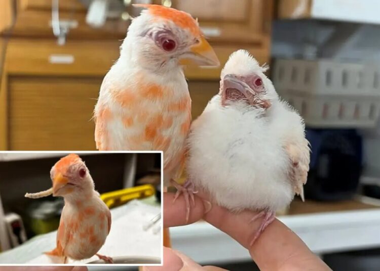 Pennsylvania wildlife center welcomes pair of extremely rare albino cardinals, a ‘1 in 30,000’ chance