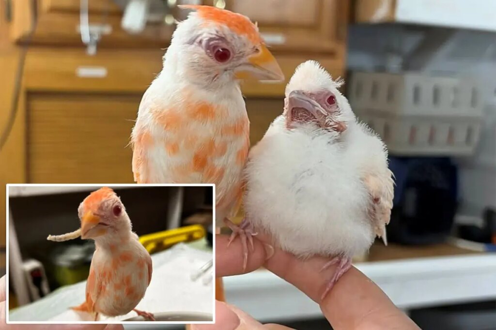 Pennsylvania wildlife center welcomes pair of extremely rare albino cardinals, a ‘1 in 30,000’ chance