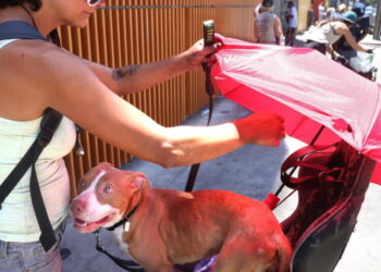 Some activists want dogs taken away from Skid Row homeless. The city says it’s complicated