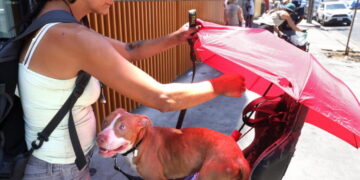 Some activists want dogs taken away from Skid Row homeless. The city says it’s complicated