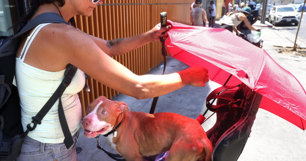 Some activists want dogs taken away from Skid Row homeless. The city says it’s complicated