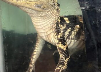 Feds find small alligator, 42 kilos of fentanyl in downtown L.A. luxury apartment