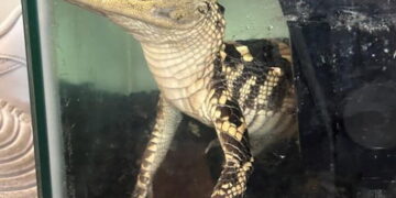 Feds find small alligator, 42 kilos of fentanyl in downtown L.A. luxury apartment