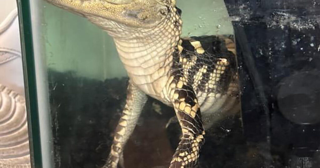 Feds find small alligator, 42 kilos of fentanyl in downtown L.A. luxury apartment