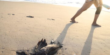A wave of dead seabirds washes ashore in Venice