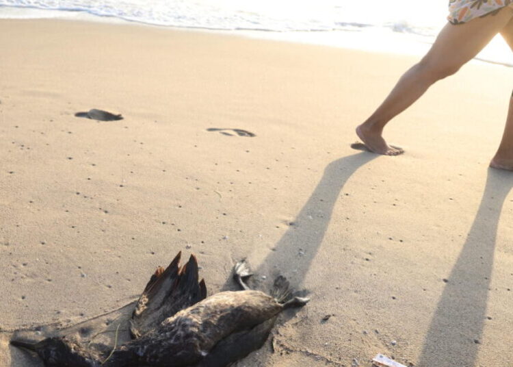 A wave of dead seabirds washes ashore in Venice
