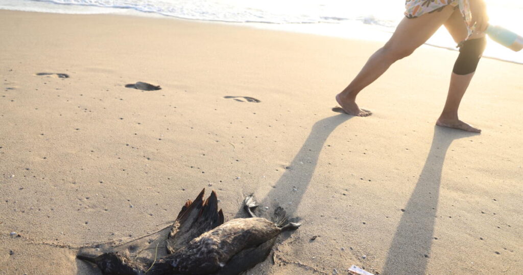 A wave of dead seabirds washes ashore in Venice