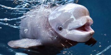 Three beluga whales just died at one of America’s top-rated aquariums