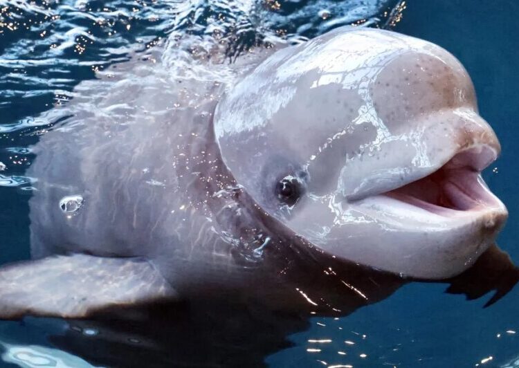 Three beluga whales just died at one of America’s top-rated aquariums