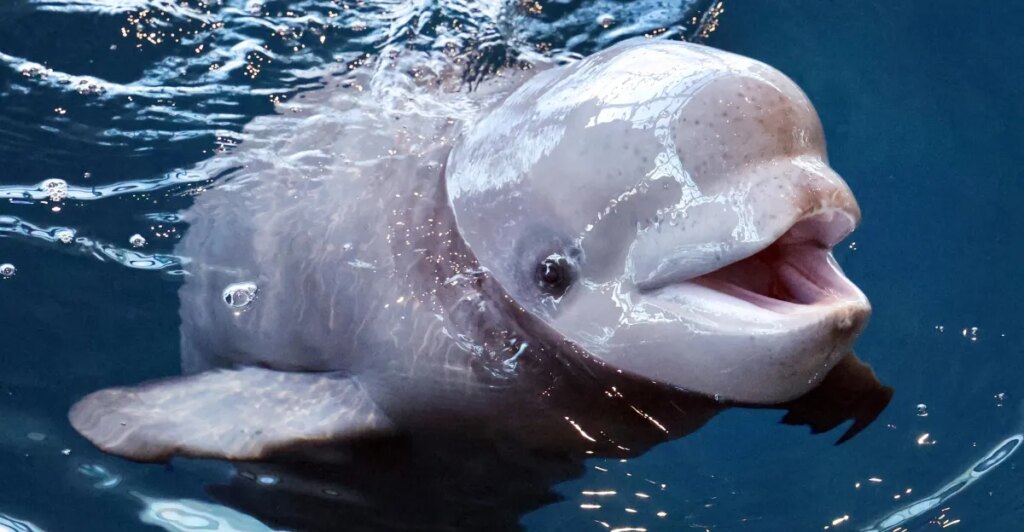 Three beluga whales just died at one of America’s top-rated aquariums