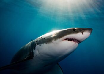 Why It Seems Like Great White Sharks Are Overrunning Maine