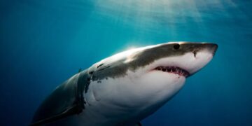 Why It Seems Like Great White Sharks Are Overrunning Maine