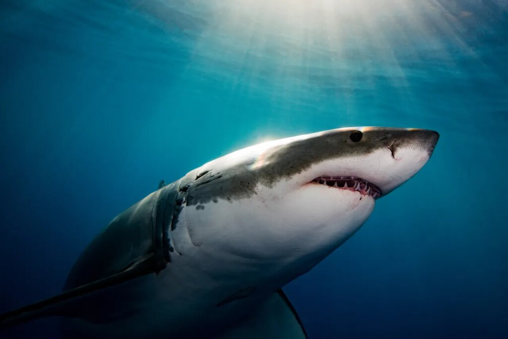 Why It Seems Like Great White Sharks Are Overrunning Maine