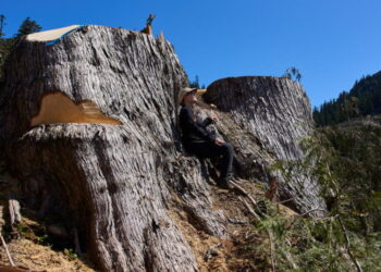 British Columbia is logging its last old growth. Protesters are sleeping in the road to stop it