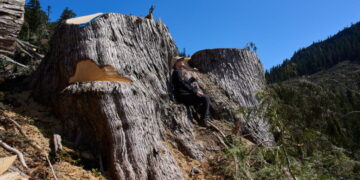 British Columbia is logging its last old growth. Protesters are sleeping in the road to stop it
