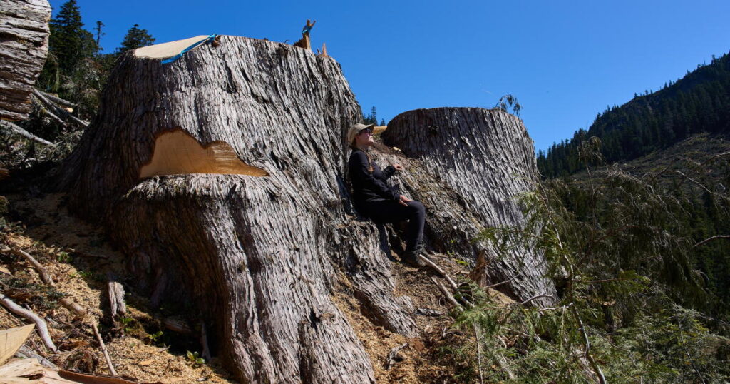 British Columbia is logging its last old growth. Protesters are sleeping in the road to stop it