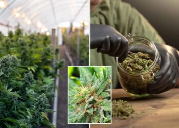 California marijuana pulled from shelves after farm worker’s mysterious death