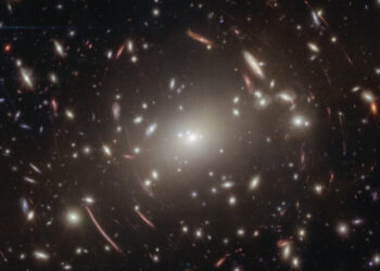 Massive Black Holes May Have Started as Little Red Dots