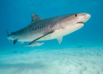 Tourist, 37, attacked by shark during dolphin excursion in the Bahamas