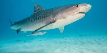 Tourist, 37, attacked by shark during dolphin excursion in the Bahamas