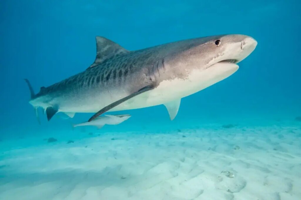 Tourist, 37, attacked by shark during dolphin excursion in the Bahamas