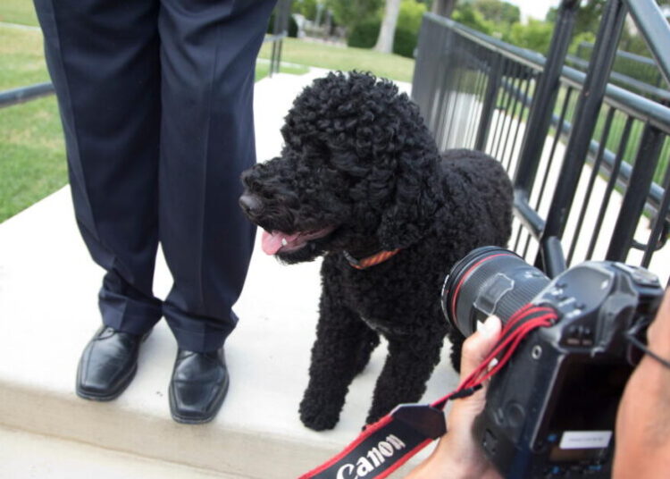 The Obamas’ family dog Sunny dies, the former president says