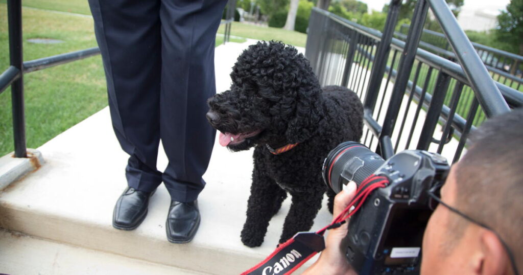 The Obamas’ family dog Sunny dies, the former president says