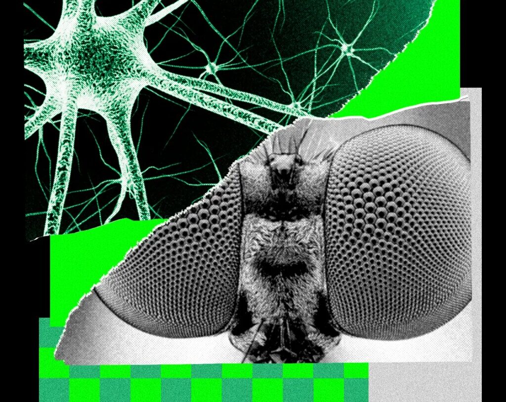I Trained a Fly’s Brain to Generate WIRED Story Ideas