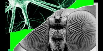 I Trained a Fly’s Brain to Generate WIRED Story Ideas
